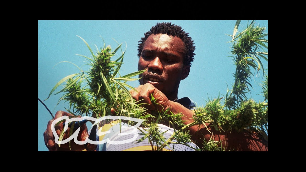 Swaziland: Gold Mine of Marijuana (Part 2/2)