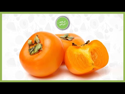 سر نجاح زراعة الكاكا من اختيار البذرة إلى جني الثمار نصائح ذهبية للحصول على حصاد وفير