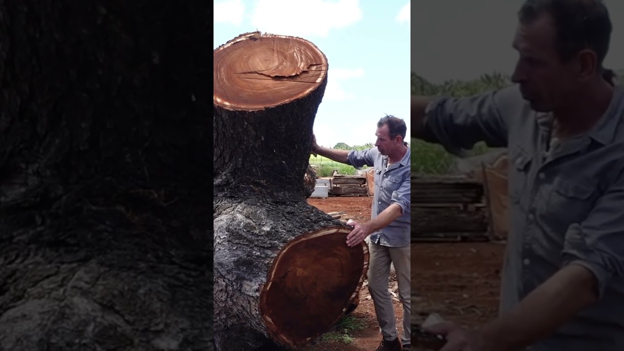 huge log just received at the sawmill 