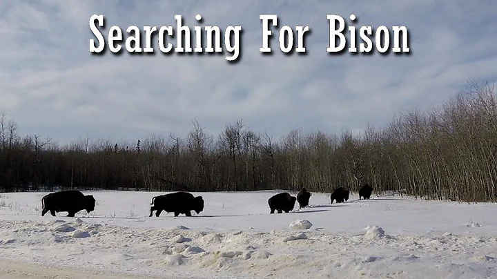 Discovering Plains And Wood Bison At Elk Island National Park