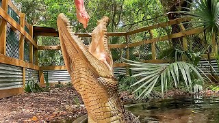 Gnarly Crocodile Feeding!!