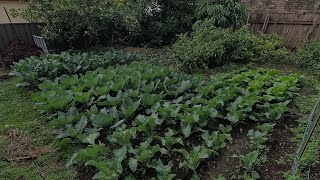 May Garden Update - This week in the Patch