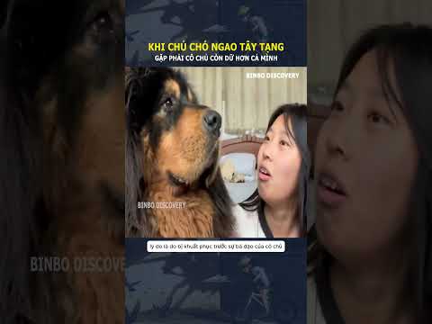 Khi chú chó