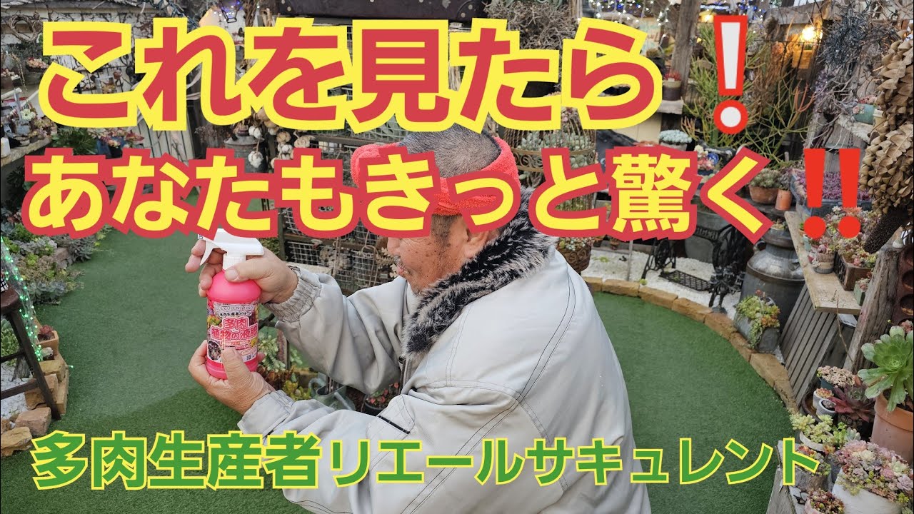 【多肉植物】【肥料】これを見たら❕あなたもきっと驚く‼️2025年3月18日