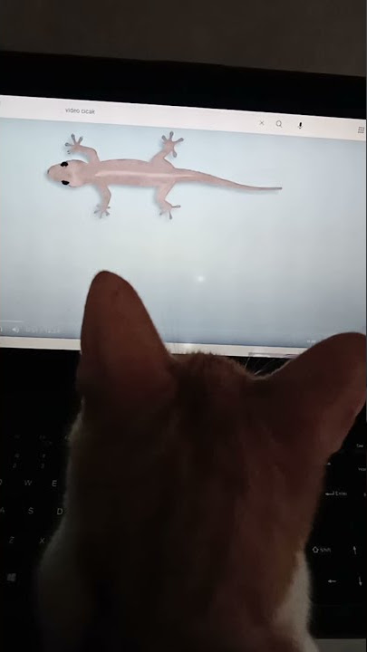 lucu banget, kucing lucu menangkap cicak || kucing lucu || kucing oren
