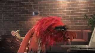 Muppets  Animal Web Cam