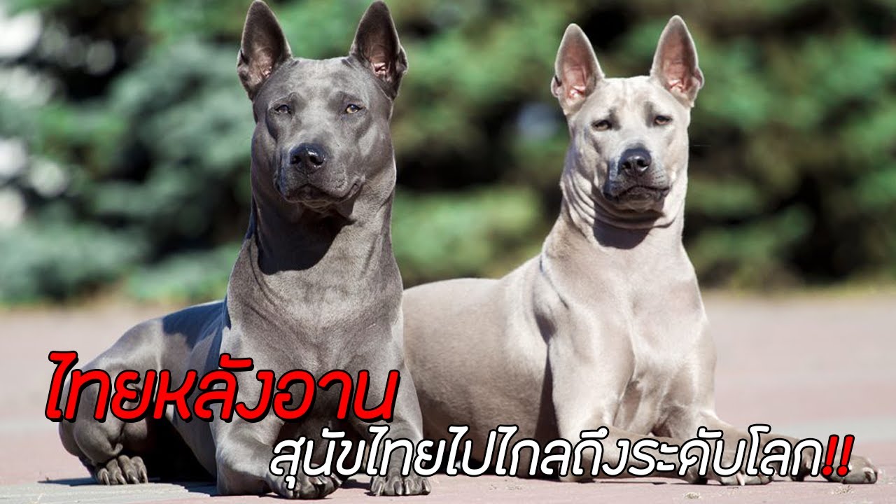 หมา ขน เกรียน  New 2022  ไทยหลังอาน สุนัขไทยไปไกลถึงระดับโลก !!!