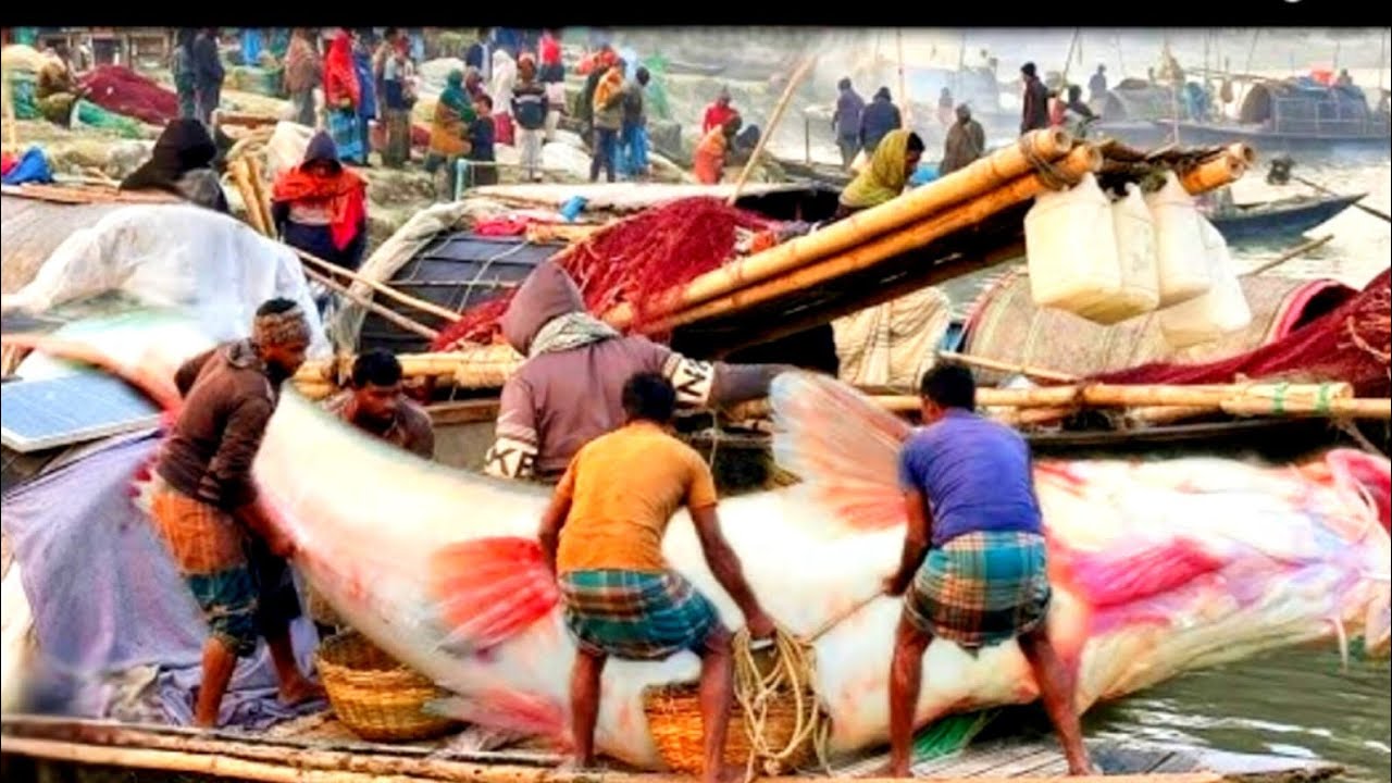 নদীর দানব মাছ নিলামে উঠতেই রেকর্ড দাম! Auction Price Shocked Everyone!