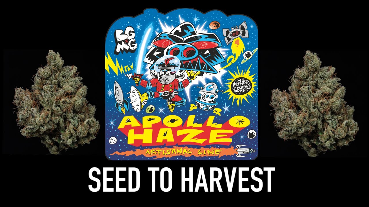 Apollo Haze by Mephisto Genetics