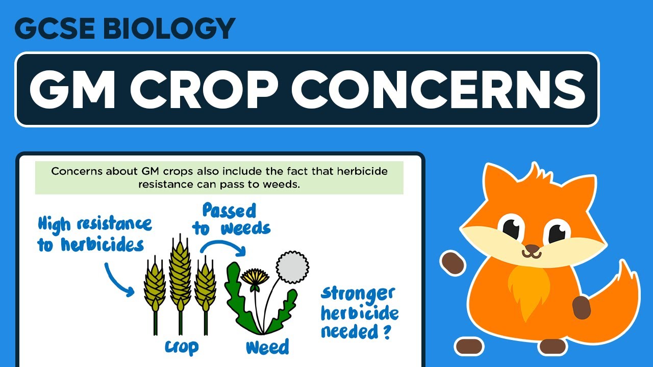 concerns-about-gm-crops-gcse-biology-youtube