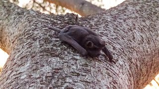 Morcego – Molossus sp.