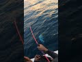 A Huge Kingfish Hook Up #fishing #fish #bigfish #seafoodprep