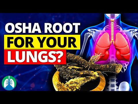 How to Detox and Cleanse Your Lungs with Osha Root ❓