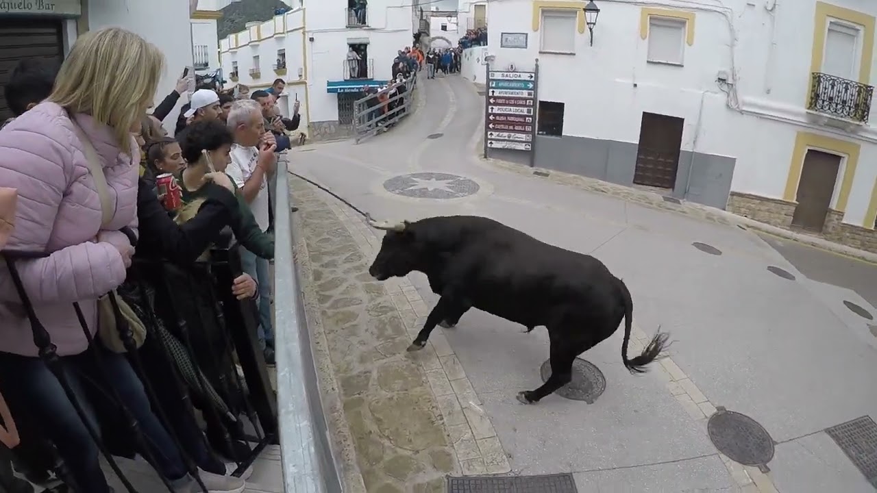 Toro de Cuerda Gaucín 2025 Oprimido