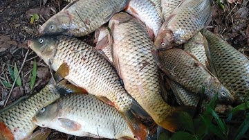 Đắp Cá Bắt Cá Suối Toàn Cá To Phần 2