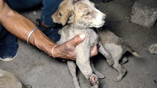Meet Alvin. Because the world needs more sweetness. by Animal Aid Unlimited, India 208,121 views 8 months ago 3 minutes, 19 seconds