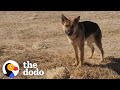 Woman Goes To Desert Every Day To Try To Rescue A German Shepherd | The Dodo Faith = Restored