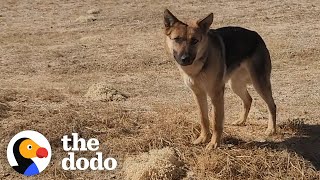 Woman Goes To Desert Every Day To Try To Rescue A German Shepherd | The Dodo Faith = Restored