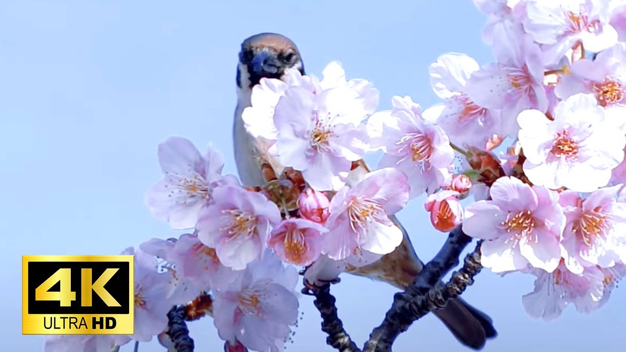 二十四節気七十二候【春分 初候】 雀始めて巣くう（ 3月20日〜3月24 