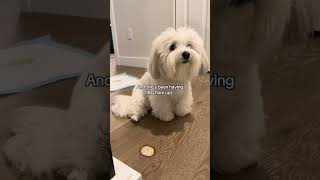 My Dog Threw Up Blood Today