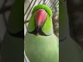 Real talking parrot very funny