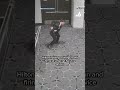 New video shows correspondents' dinner suspect shooting officer, top prosecutor says