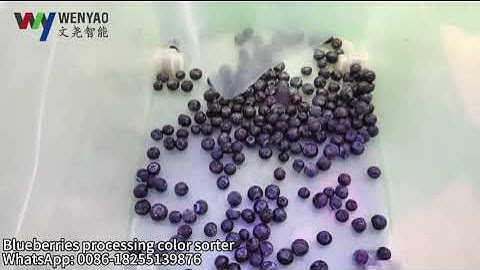 High-Precision AI Blueberry Color Sorter: 99.9% Defect Detection for Berry Processing Efficiency