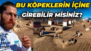 TEK BAŞIMA 70'E YAKIN KANGAL VE ANADOLU ÇOBAN KÖPEĞİNİN BULUNDUĞU ALANA GİRDİM!