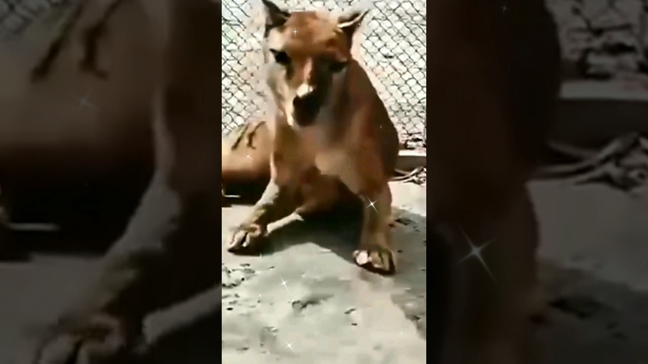 Последние кадры вымершего тилацина(сумчатого волка)The last footage of the extinct thylacine