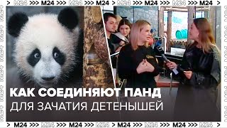 Как соединяют панд для зачатия детенышей рассказала директор Московского Зоопарка Светлана Акулова