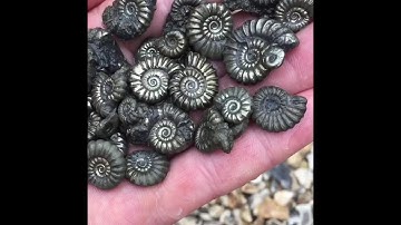 Beautiful Fossil Ammonites.