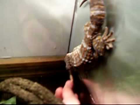 camera iphone 8 plus apk Hand Feeding Tokay Gecko + Updates