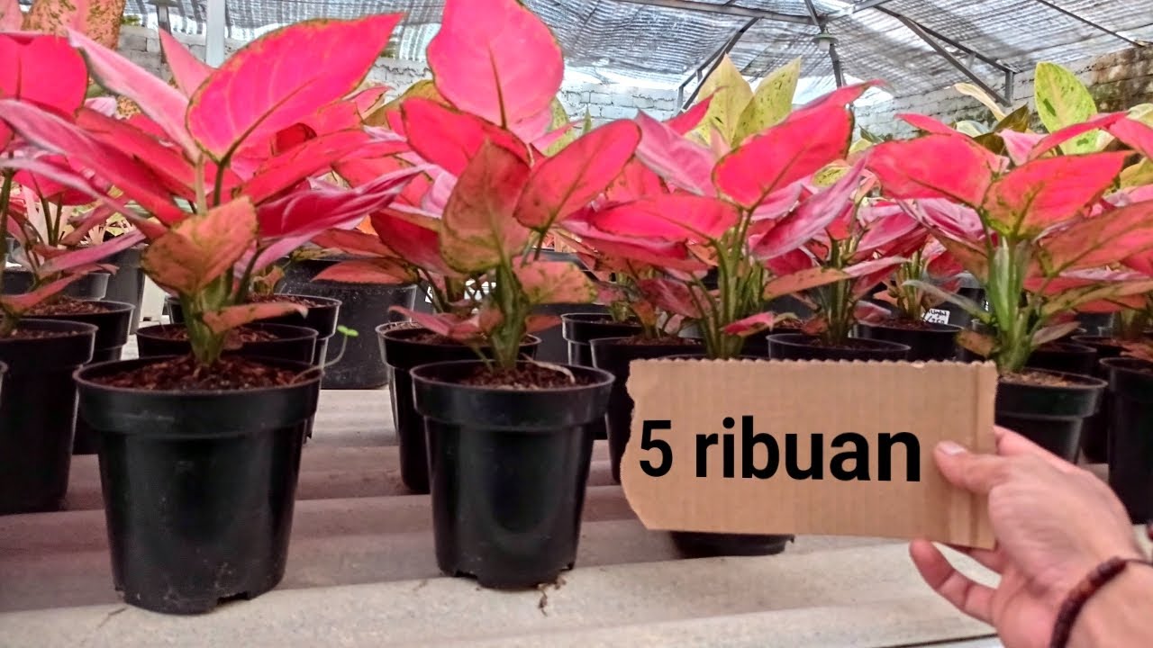 Tanaman Hias Aglonema Murah