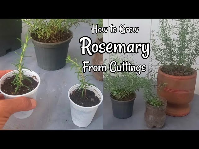 How to Create Rosemary Plants from the Produce Aisle — The Coeur d