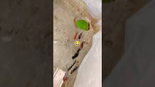 #funny #beautiful #fish