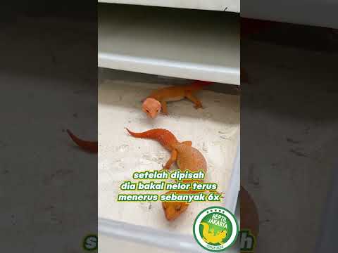 Gecko betina cukup