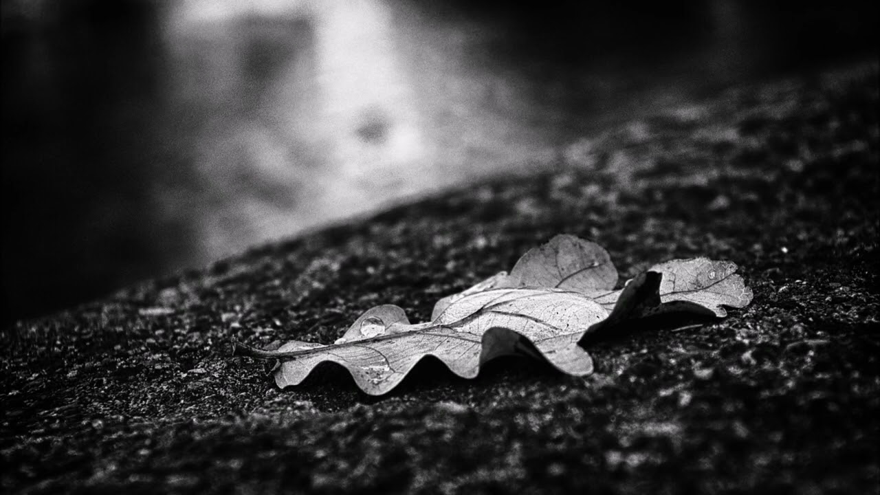 Taurus IV Pie Conijn