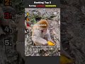 Ranking Top 5 funny animal moments