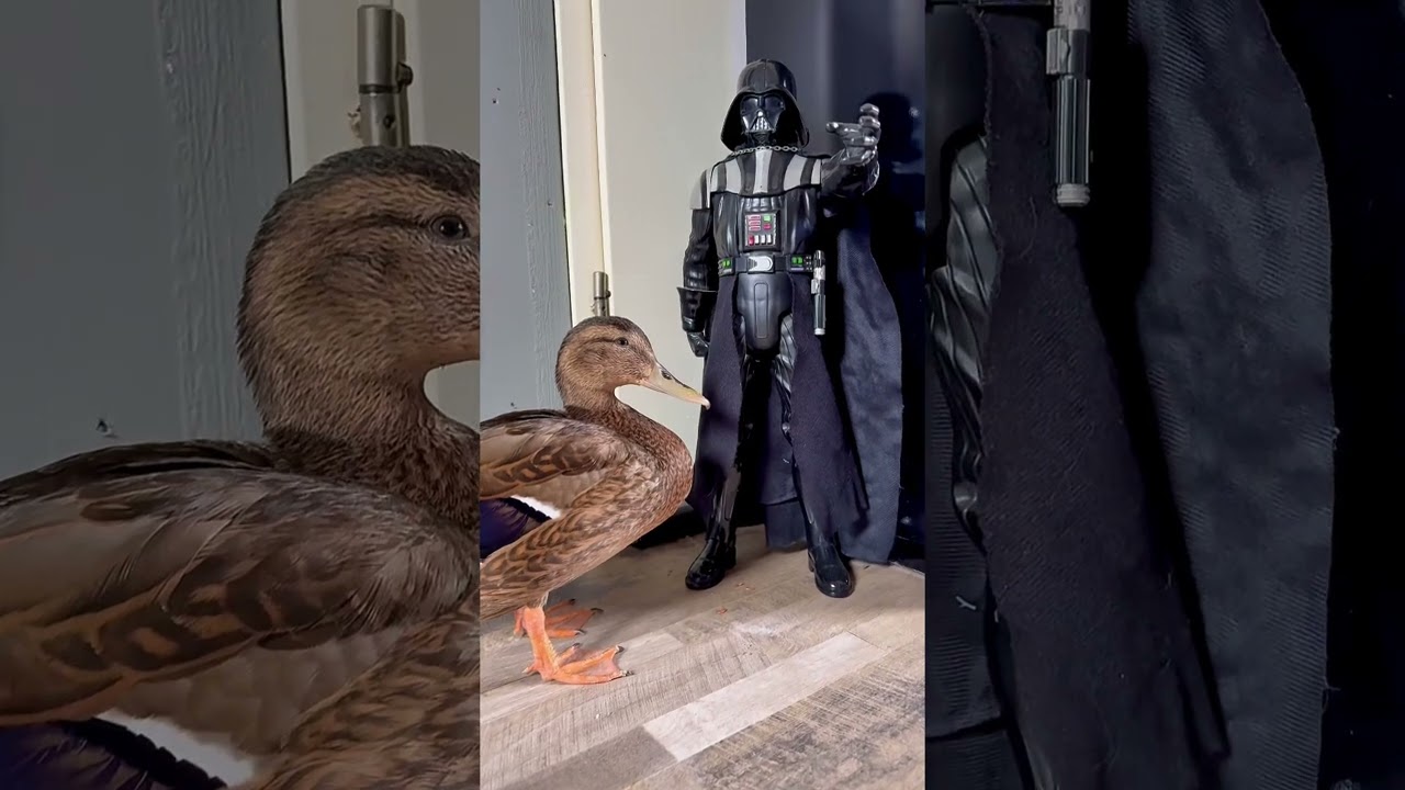 Billy The Pet Duck Meets Darth Vader
