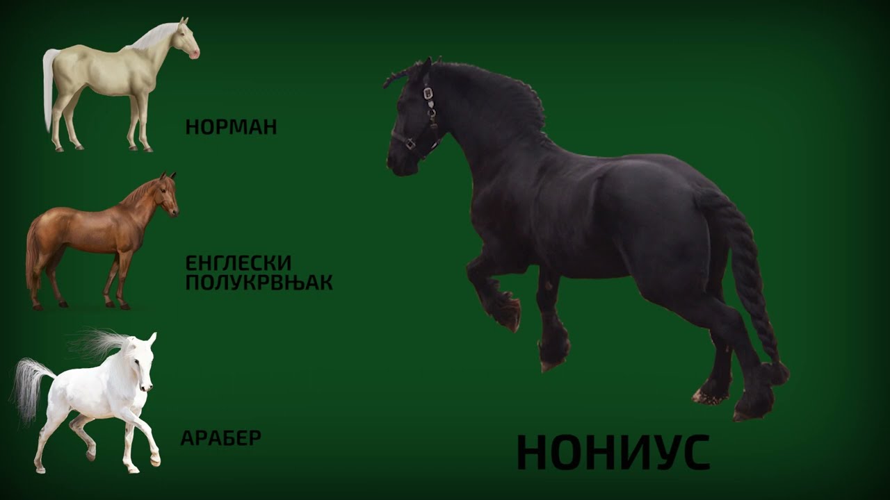 Konji ponovo jure ep. 1170 05.06.2020.