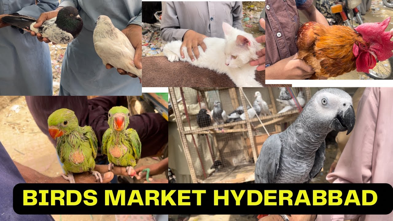 BIRDS MARKET HYDERABBAD ( Qila ) Pakistan Sindh 🇵🇰. 12-3-23