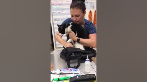 Skill Sheet 9- Cat Bag Restraint