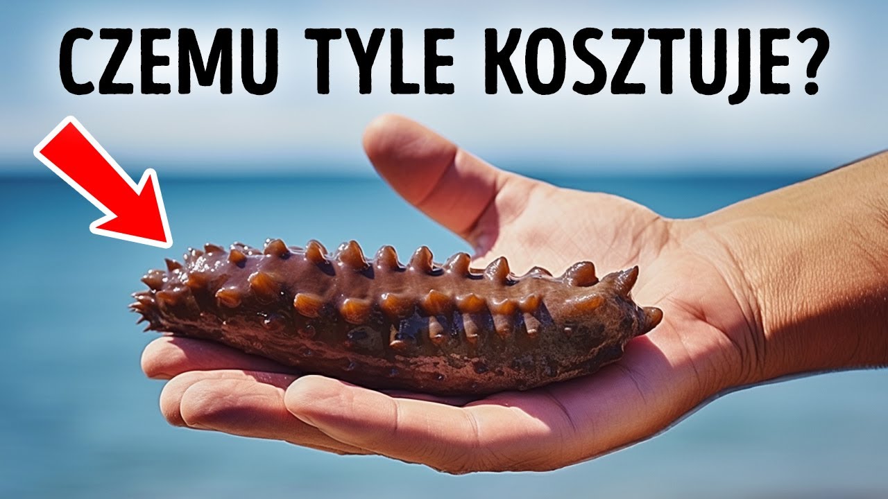 Czy świnkom Morskim Obcina Sie Pazurki Ogórki morskie są ekstremalnie drogie. Wyjaśniamy dlaczego - YouTube