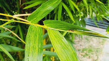 Test Camera Xiaomi Redmi Note 10S | 4K 30FPS, 1080P 60FPS, Macro, 64MP, Slow Motion, Night