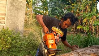 Awas!!!!! septic tank nya jangan sampai tertimpa kayu operator sampai kerepotan,Stihl MS660