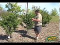 Spring Fruit Tree Care