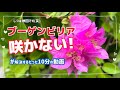 「ブーゲンビリア」が咲かない人だけ見てください 「花を咲かせること」に特化した10分