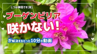 Only watch if your bougainvillea won't bloom: 10 minutes dedicated