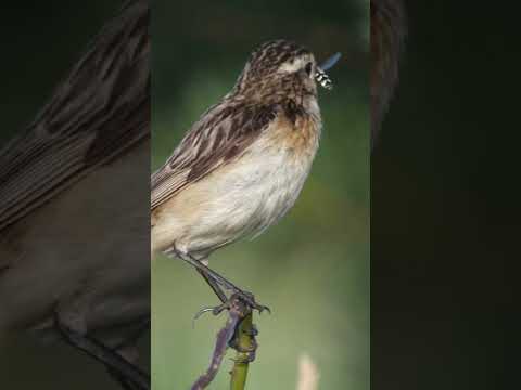 Video: ¿Whinchat es un pájaro?