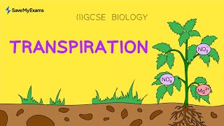Transpiration | IGCSE \& GCSE Biology With Worked Example